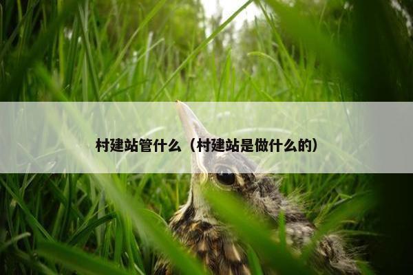 村建站管什么（村建站是做什么的）